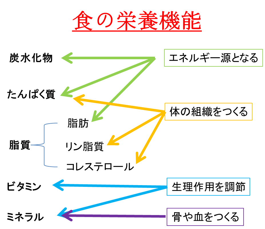 肝臓をしっかり働かせるための食材と生活習慣|代謝を整えるBodyfeelの考え方